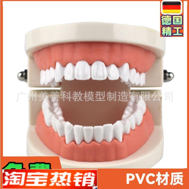 牙齿模型教学模型牙o科材料口腔材料假牙模型口腔模型儿童幼儿园