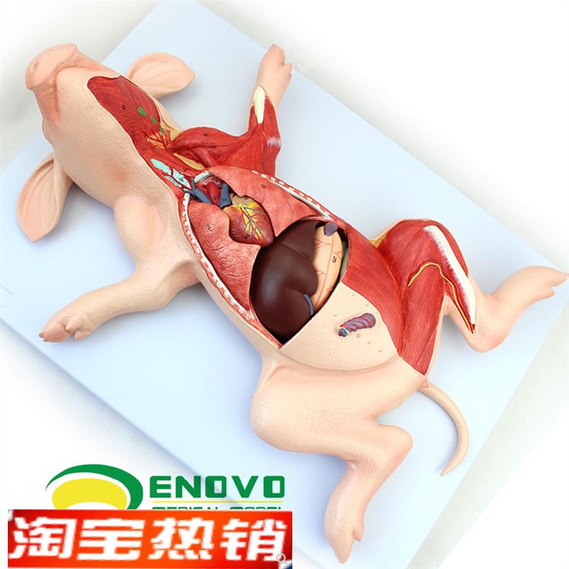 ENOVO颐诺猪解剖模型猪胚胎猪器官G内脏肌肉神经畜牧养殖学习动物
