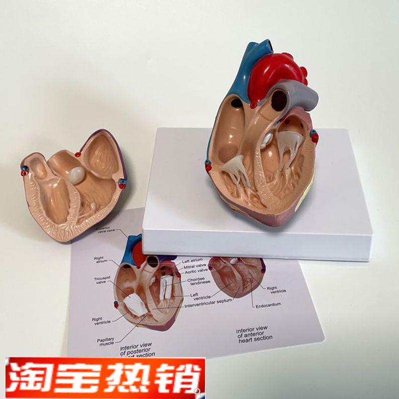 瑞泰模型人体心j脏二尖瓣主动脉冠状动脉心室彩超影像教学模具仿