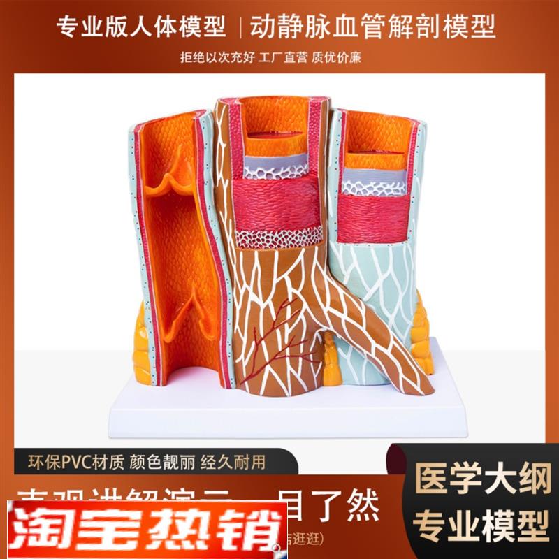 人体血管a解剖模型动静脉放大层次结构演示教学模型学校医院用摆