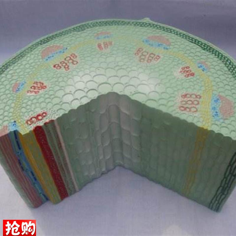 双子叶子a植物茎模型生物解剖放大教学用模具标本