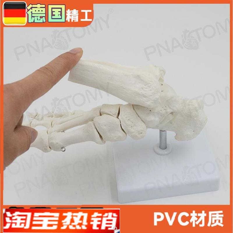 人体脚关节踝关节足骨模型脚骨仿E真踝关节可活的跖骨教学标本