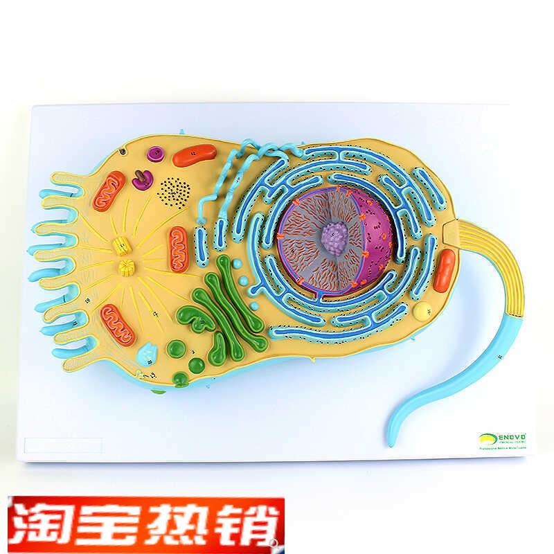 ENOVO颐诺真核生物细胞结构B模型真核生物细胞生物学医学遗传