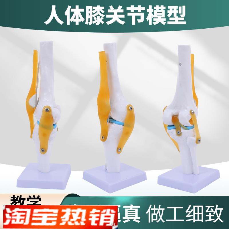 人体膝关节功能模型半月板w交叉韧带活动膝盖骨髌骨骨骼教学模型