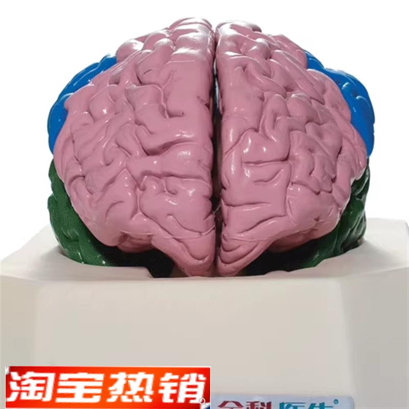 大脑分叶模o型GD/A18204