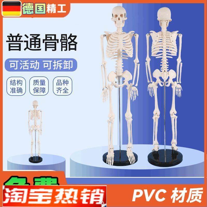 德国PNT-010685cm人体y骨骼模型骨架正骨健身房瑜伽展示