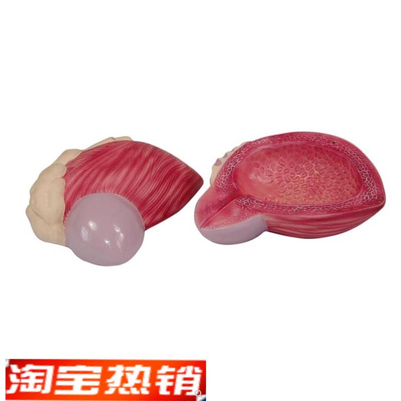 膀胱模型男性膀胱前列.腺放大z模型泌尿生殖系统构造教学医学教具