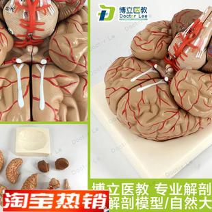 人体脑解剖模型j脑模型脑干模型脑结构模型仿真大脑模型医用教学