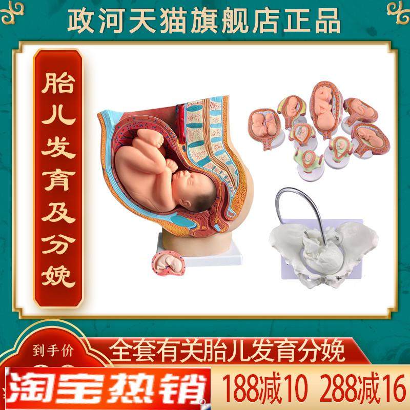 政河九月胎儿发育过程模型女性分娩D生产骨盆骨骼子宫器官结构解