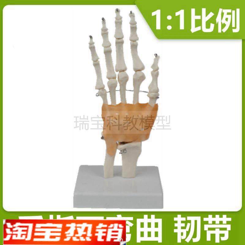 手关节模型d腕骨韧带筋膜神经外科临床教学手指弯曲握拳造型医美