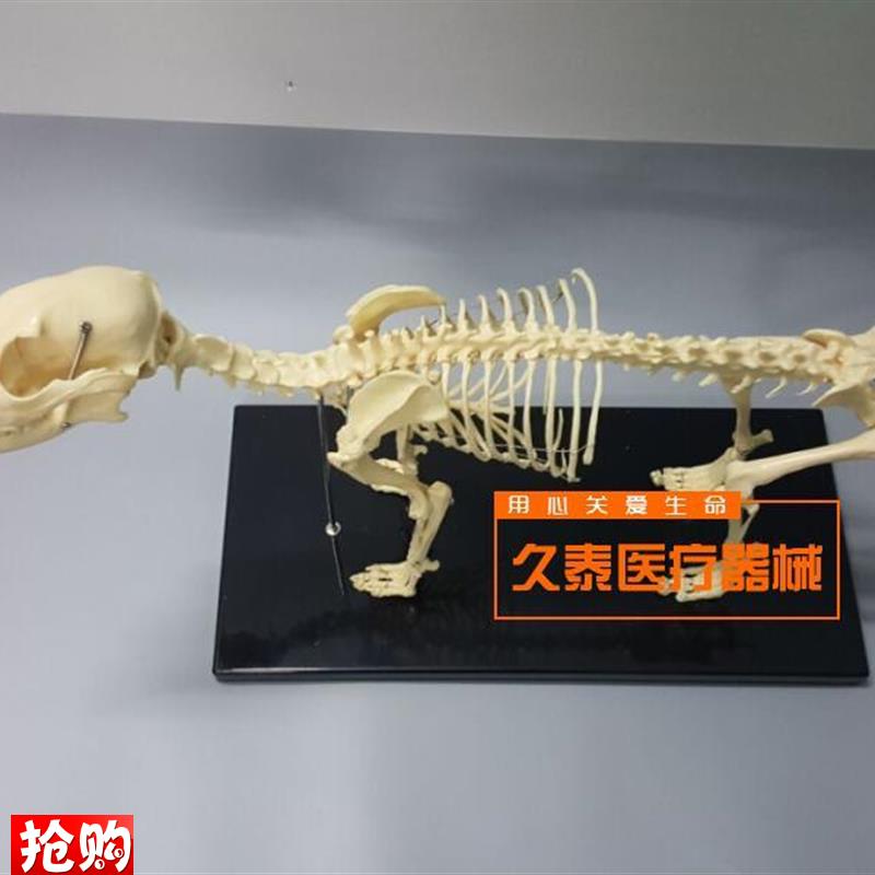 骨科器械狗骨骼i标本模型宠物动物狗猫犬教学骨架骨头骨骼模型