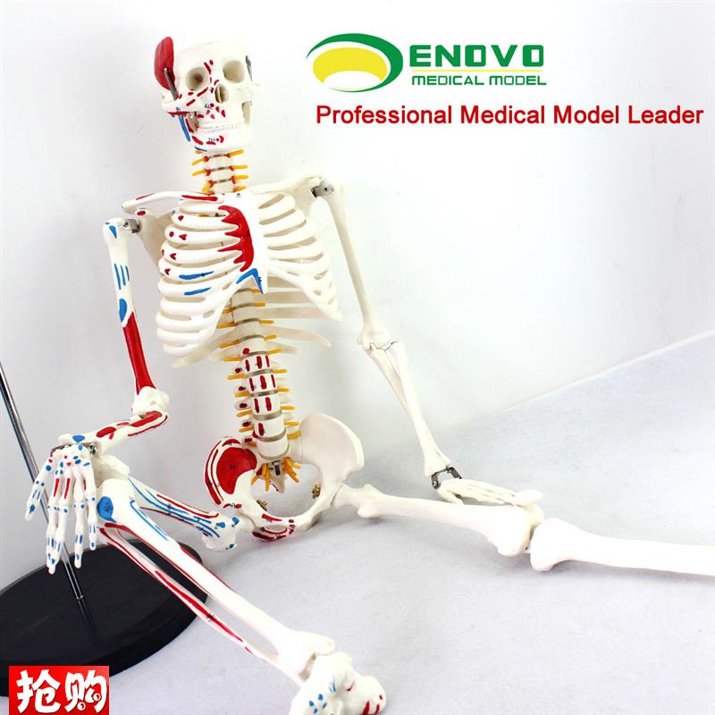 ENOVO颐诺医学85CM人体骨骼模D型神经肌肉起止点骨架瑜伽教学脊柱