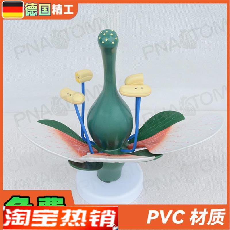 德国】桃花双子叶花绿色花蕊植物构造F放大结构解剖模型生物教学