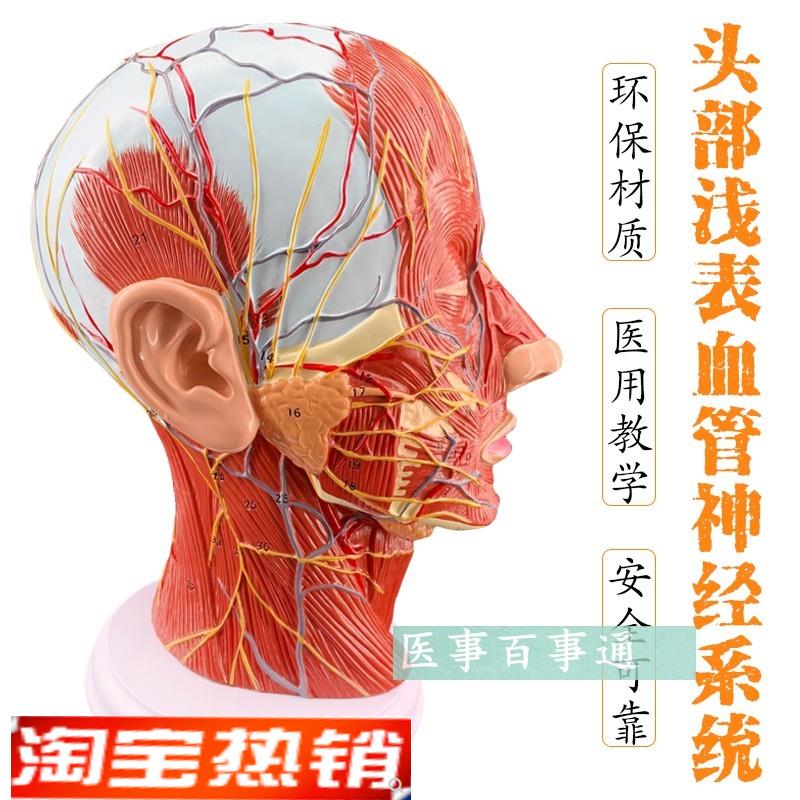 头部矢状切面模型头颅脑模型头部解剖模型M头浅表模型微整形模型