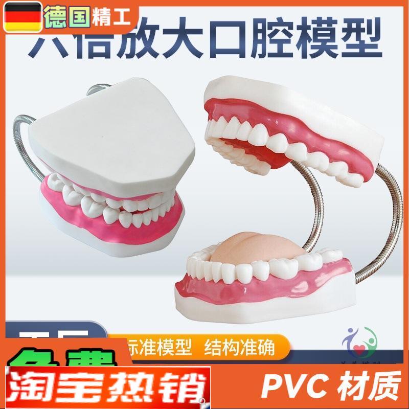 幼儿园牙齿护理牙教学人体牙齿模B型护理6倍放大口腔模型牙齿示教