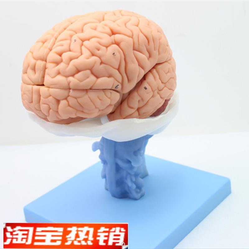 ENOVO医学人体大脑解剖模型脑干脑室间脑小脑模T型神经科系统模型