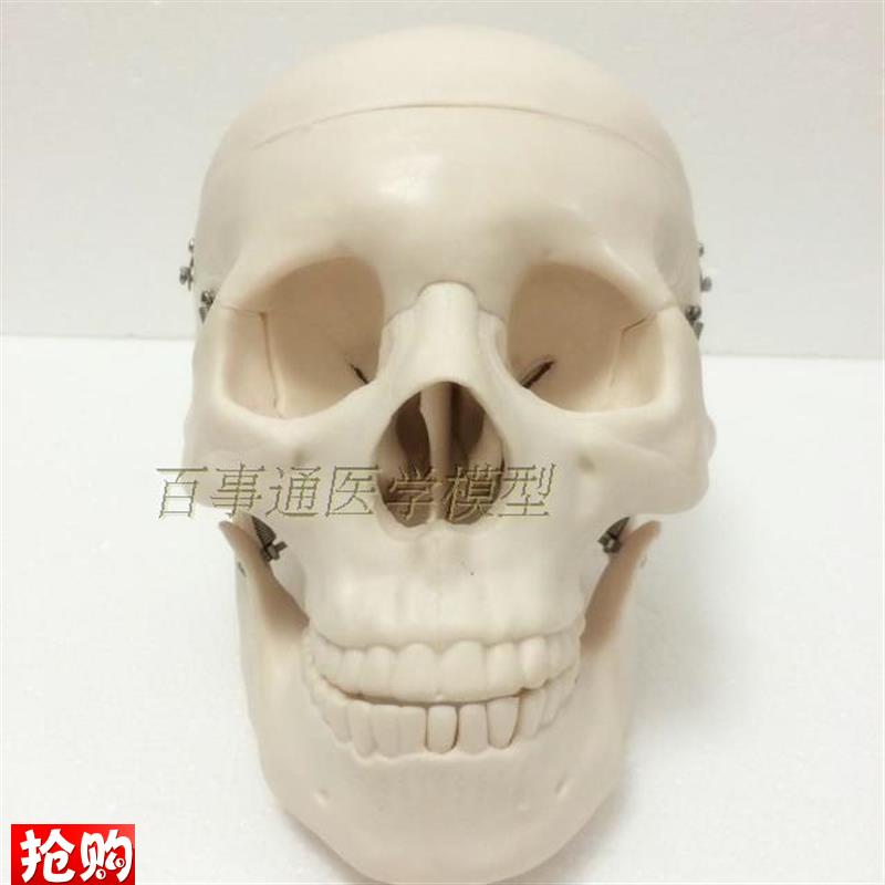 一比一自然大仿真人体头骨模型A成人头骨人体骨骼模型骨架模型