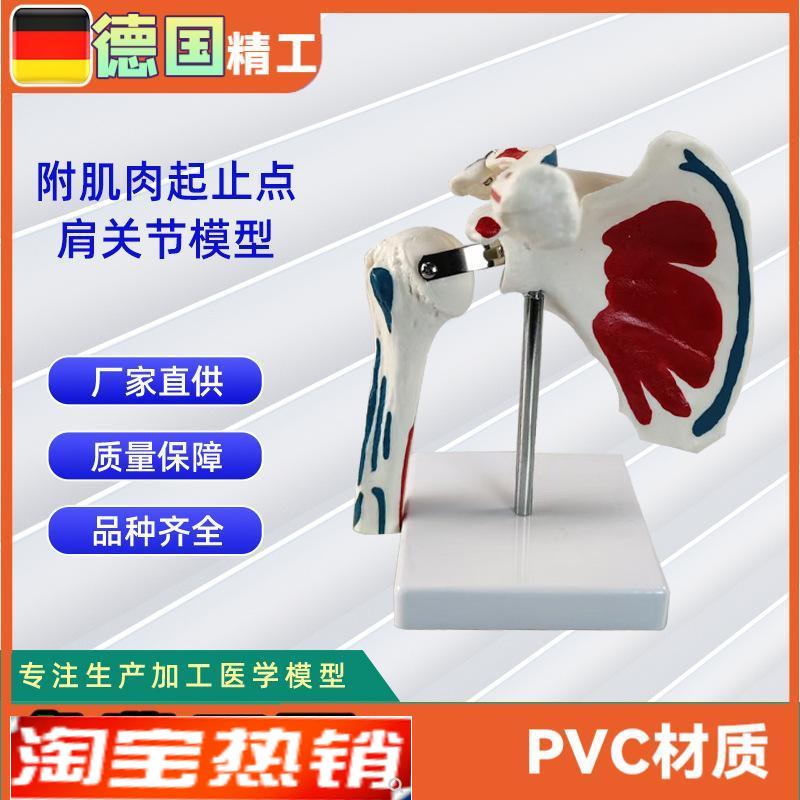 附肌肉起止点肩关节模型实力工厂直营源.头教学学习