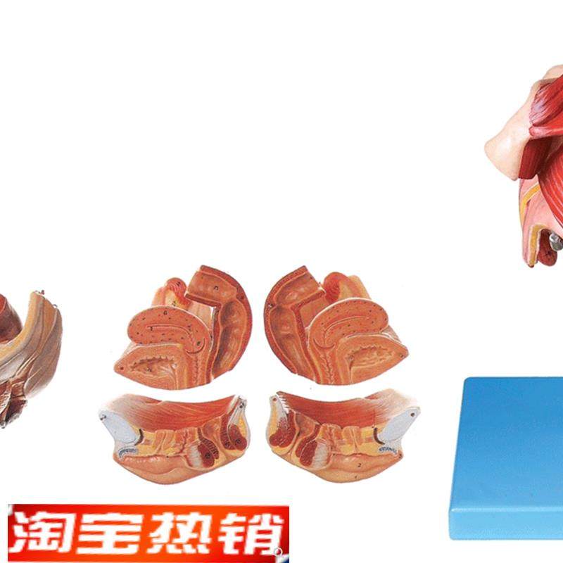 女性生殖器官结y构模型A15105