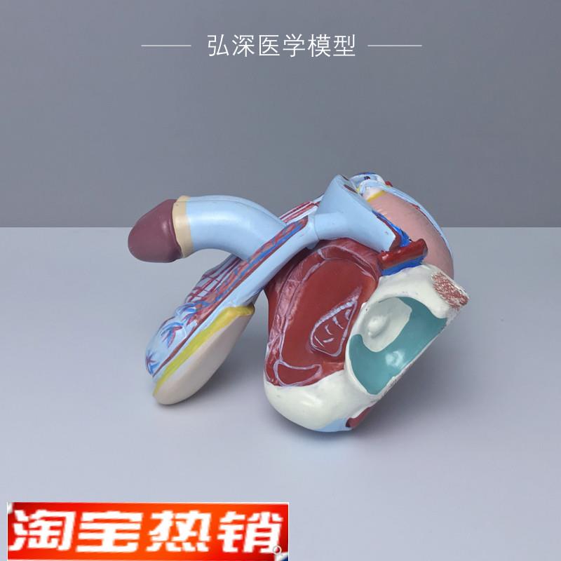 男性生殖系统模型人体生殖器官内外结F构可拆解5部件医学教学模具