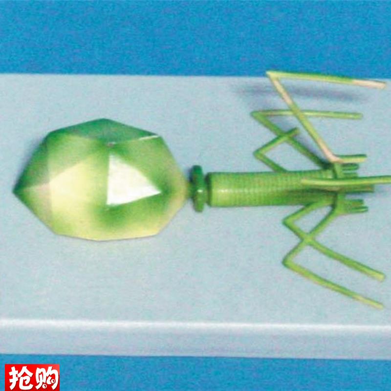 噬菌体病a毒模型分子模型医用教学模型