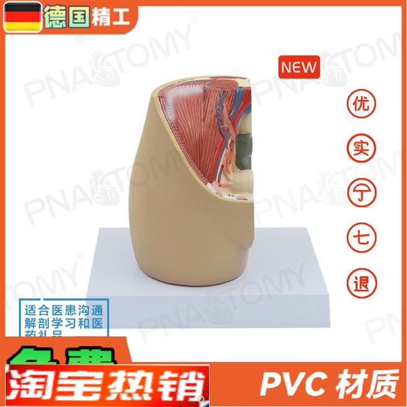 德国】成人女性矢m状解剖模型生殖系统盆底肌女盆腔子宫膀胱妇科