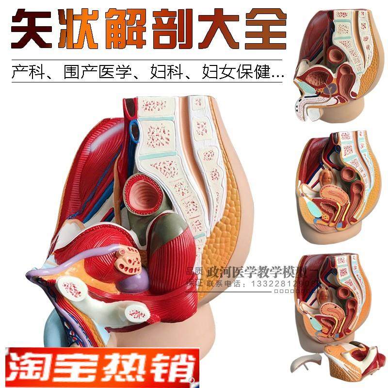 女性盆腔正中矢状切面模型3件男性矢状解剖O模型男性生殖器解剖