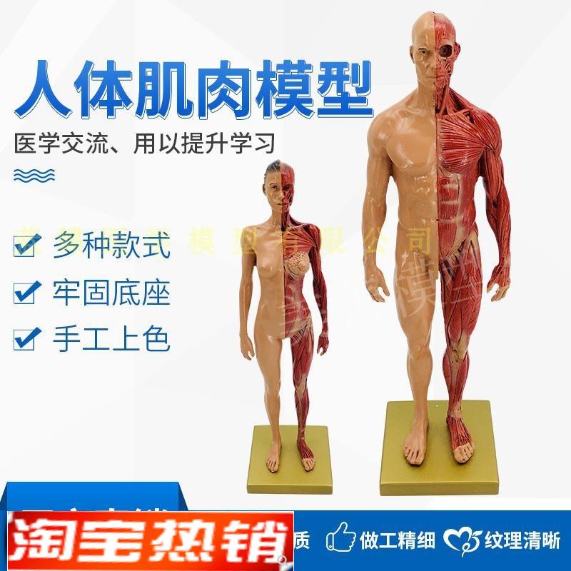 CG参考医学头雕绘画头骨模型半身像艺用人体N肌肉骨骼解剖结构美