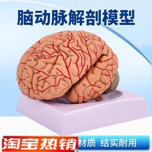 人体大脑解剖模型脑半球脑干脑室间脑小脑L模型拼装脑动脉神经外