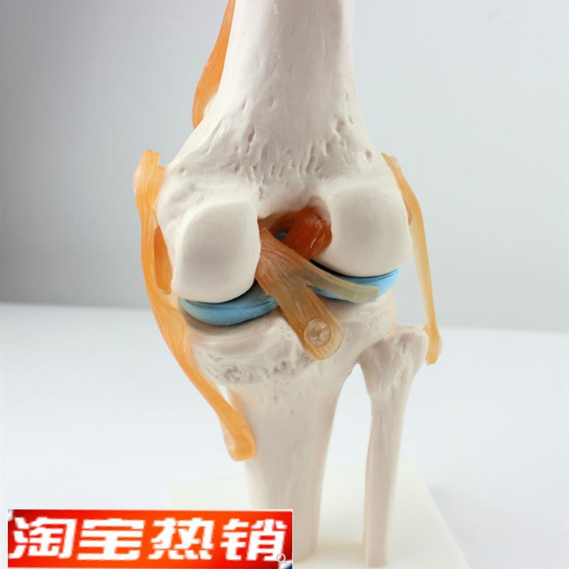 ENOVO颐诺医学人体功能性w膝关节模型韧带滑车关节人体骨关节髌骨