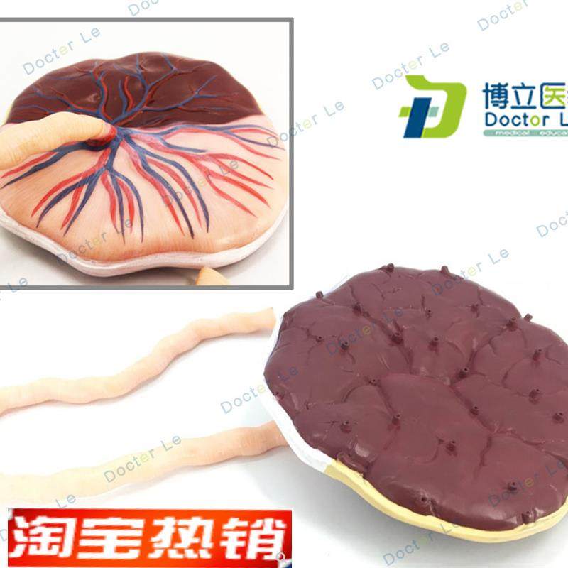 人体胎盘脐带人体内脏t医学解剖模型生殖系统模型解剖模型