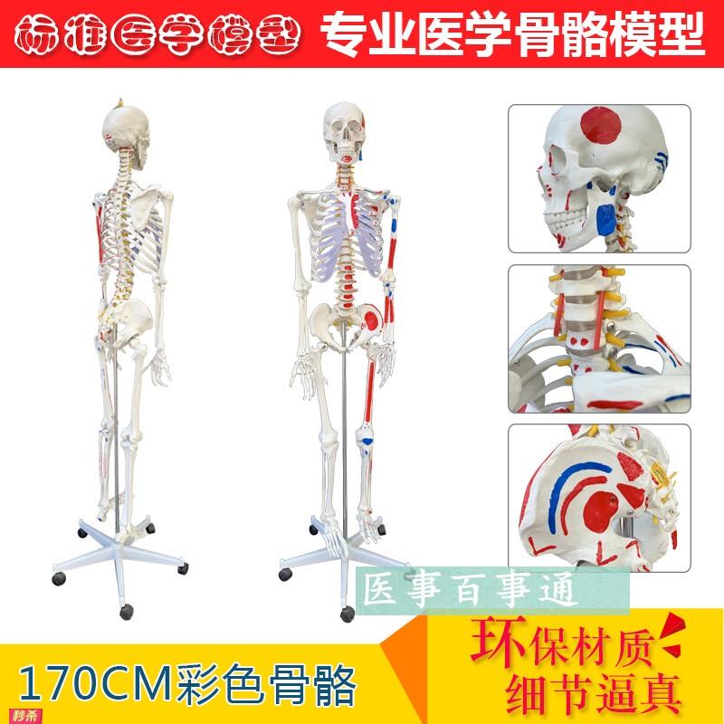 全国包邮人体骨骼模型170cm带肌肉起止点医用大骨架模型