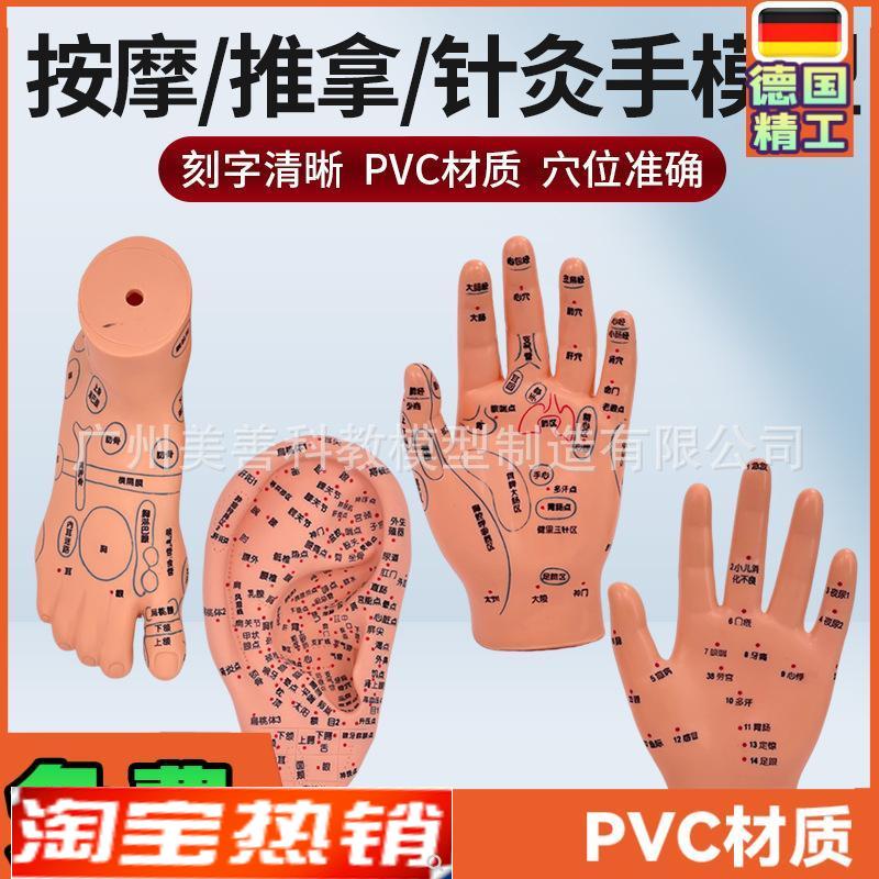 刻字清晰耳穴模型足穴模型穴位手模型耳按K摩手模型针灸耳16厘米