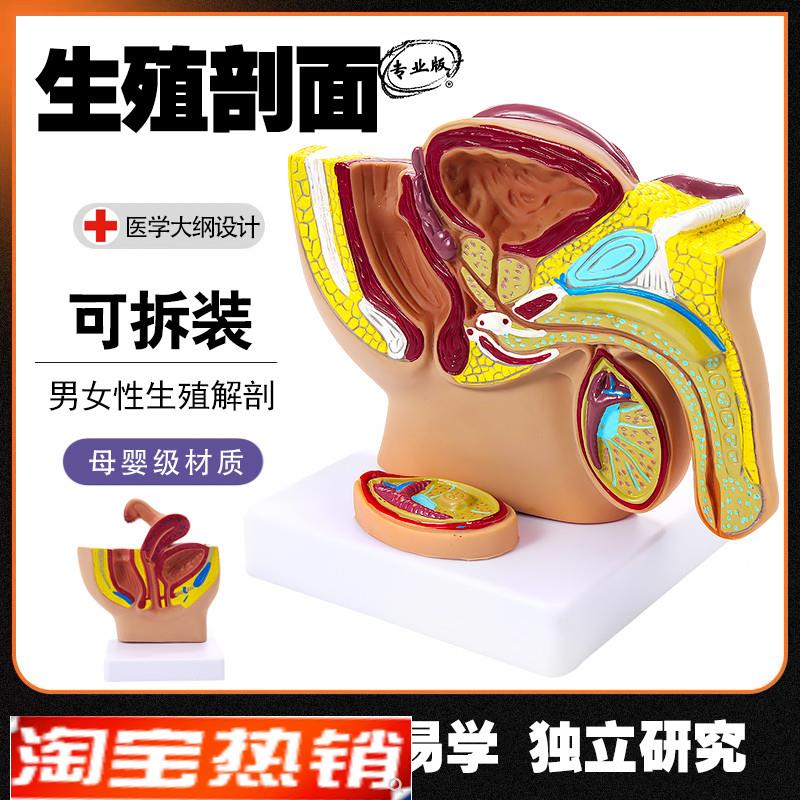 男女性生殖器官结构解剖教学模型正中矢状剖面女性盆Z腔宫腔构造