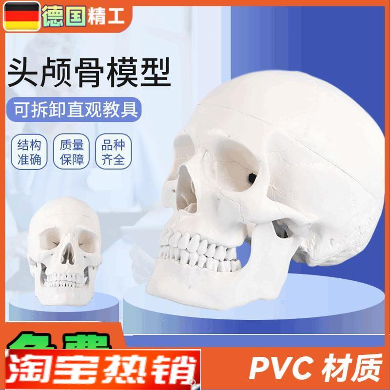 德国】1比1成人头骨模型口w腔教学使用美术写生临摹可拆头颅骨