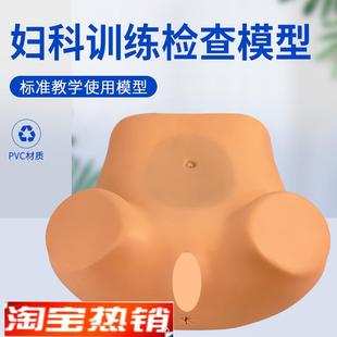 妇科检查模型妇科训练模型妇产科B技能操作训练模型医学用教学具
