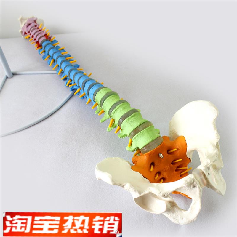 ENOVO颐诺医学人体教学脊柱模型正骨手法练习脊椎脊Y柱骨骼模型中