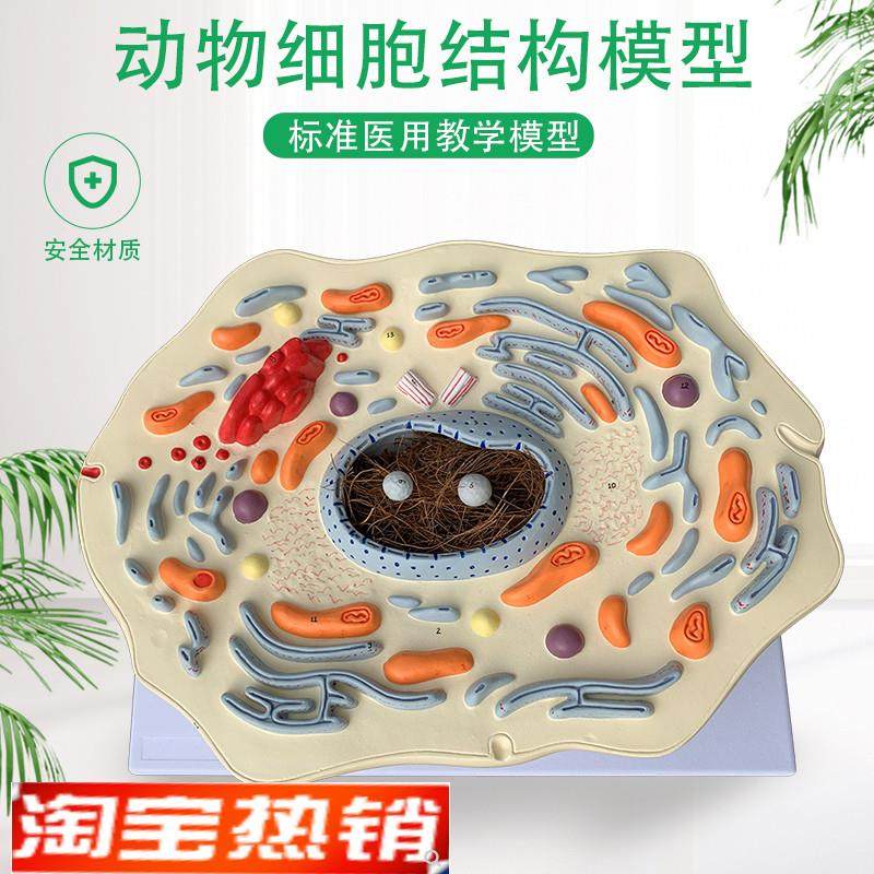 动物细胞亚显微结构模型医院y生物学校教学教具学生学习演示模型