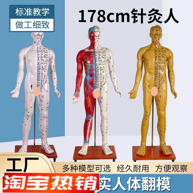 178CM针灸穴位人体经络模型人中医按摩K全身十二经络图铜人经络通