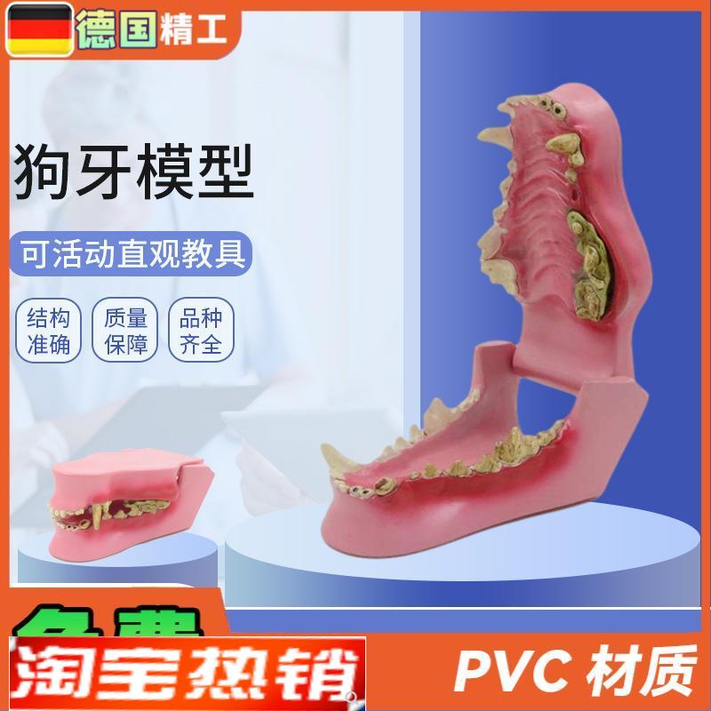 德国】动物牙齿模型动物牙齿y犬科牙口腔教学模型狗骨骼犬骨医学
