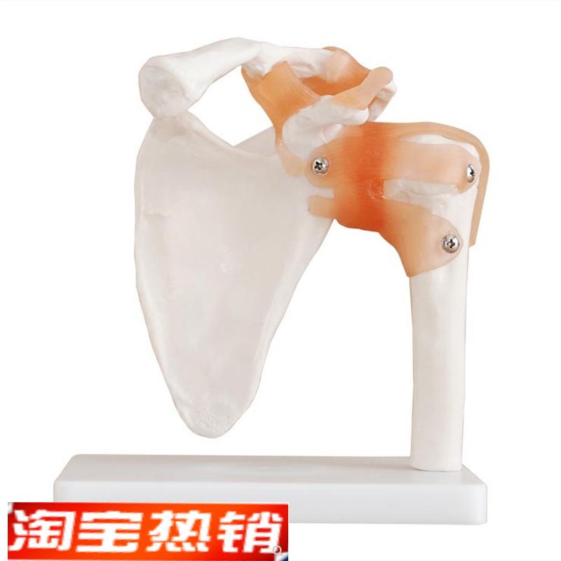 人体六大关节骨骼模型XC114XC113XC112XLC111XC110XC109