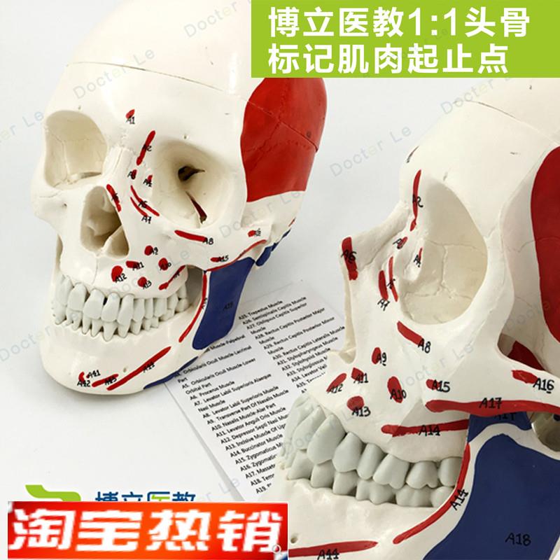 艺用医用标准骷髅头骨附肌肉起止点头颅骨标U本模型肌肉着色