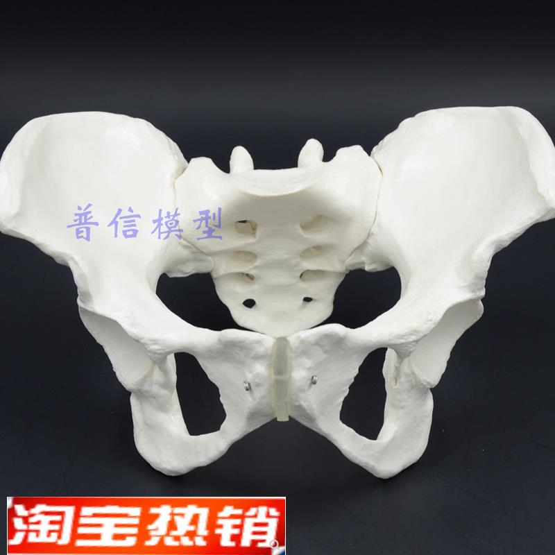 1比1女性骨盆模型髂骨坐y骨耻骨演示模型盆骨医用骨骼模型