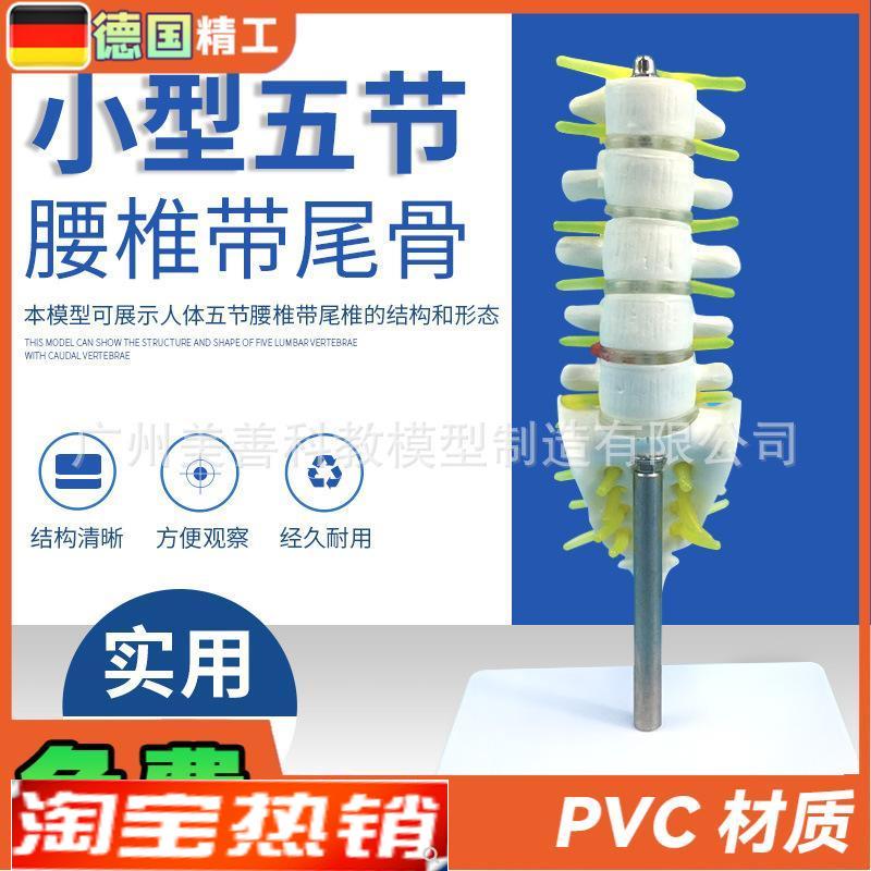 小型腰椎带尾椎骨模型5v节带腰椎间盘的腰椎骶骨尾骨和脊椎