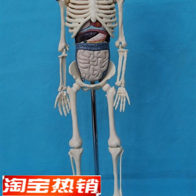 45CM人体骨骼拼装模型附内脏益智玩具骷髅P骨架教学医用展示讲