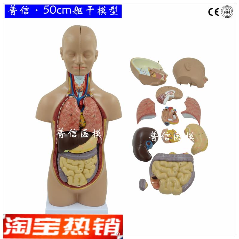 普信人体解剖g躯干模型内脏器官肝肠胃启蒙教学医用拼装模型