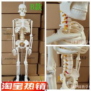 85CM人体骨骼模型附神v经椎间盘医用骨架模型脊椎神经模型脊柱