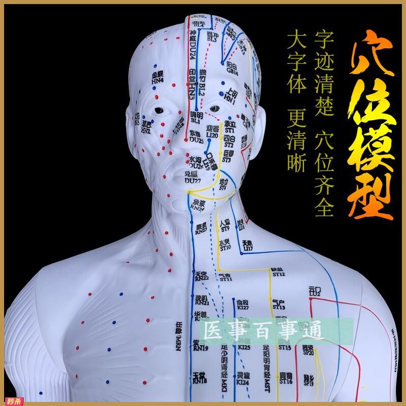 中医针灸穴位图人体模型85cm男模型清晰经络小人体针灸穴位模具