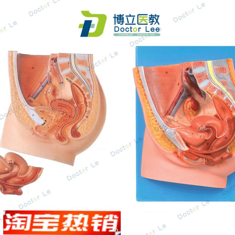 女性盆腔正中矢状切面模型女性矢状解剖模S型女性生殖器解剖