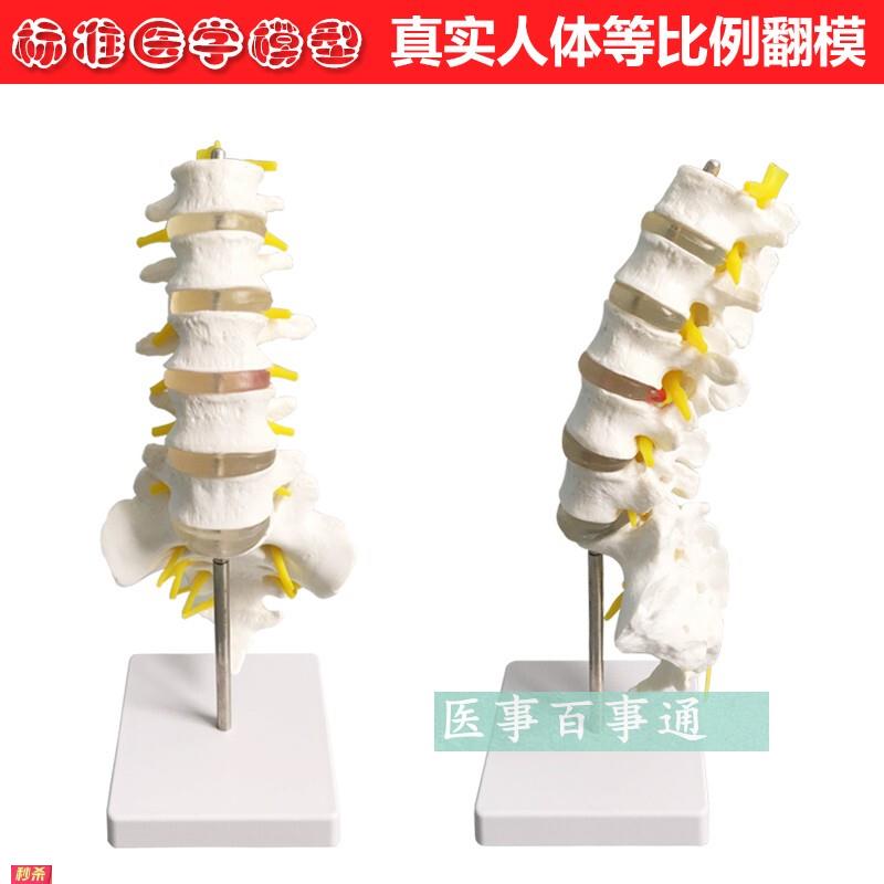 腰椎带尾骨模型腰椎模型骨骼模型5节腰椎骨骼模型脊椎模型
